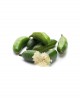 Finger Lime EMERALD - box con 250g di frutti - coltivato in Sicilia - Agrumi Leonardo